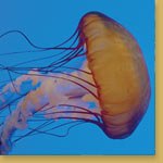 West Coast Sea Nettle Jellyfish