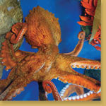 Giant Pacific Octopus 