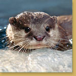 Asian Small-Clawed Otter