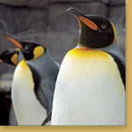 King Penguin