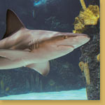 Sandbar Shark