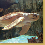 Loggerhead Seaturtle 